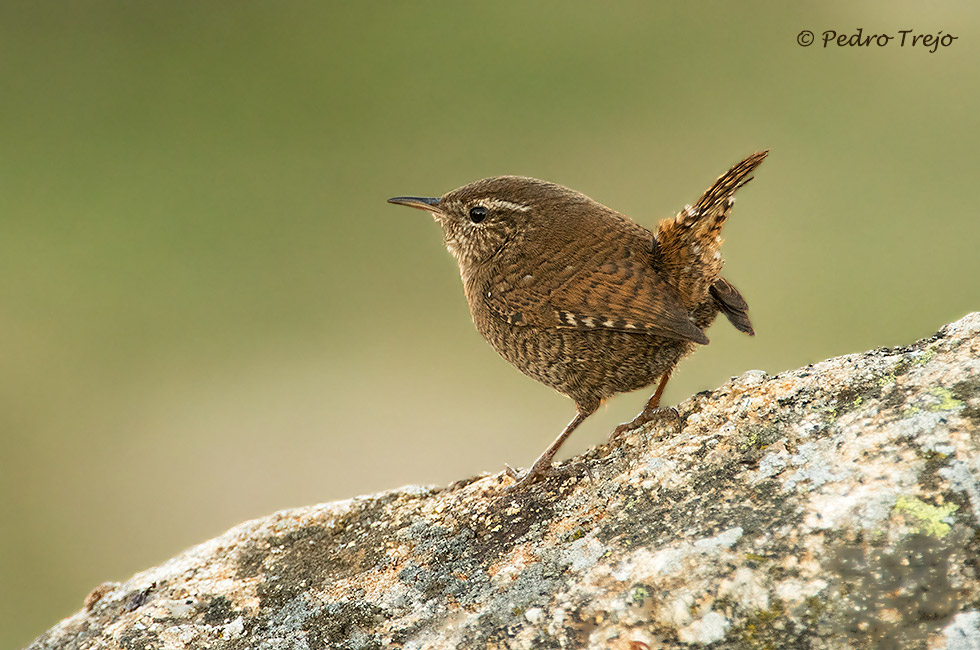 Chochin (Troglodytes troglodytes)